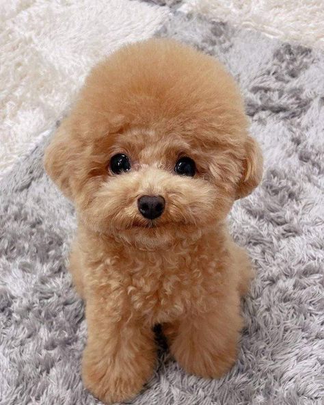 Poodle Puppies. They are very intelligent, potty trained and very cuddly puppies available now for sale. They have loyal temperament Tiny Poodle, Teacup Poodle Puppies, Teacup Poodle, Poodle Puppies For Sale, Toy Poodles, Tea Cup Poodle, Poodle Puppies, Poodle Puppy, Puppy For Sale