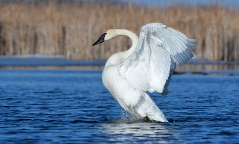 Minnesota Birds, Swan Wings, Trumpeter Swan, Lake Lodge, St. Croix, Wildlife Sanctuary, Trumpeter, White Bird, Ice Fishing