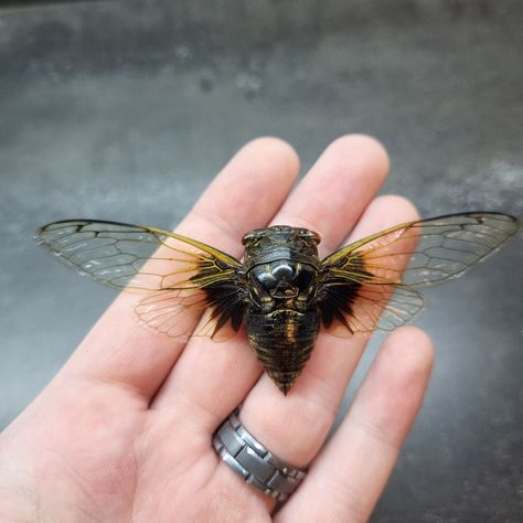 Black Thailand Cicada SPREAD Cryptotympana Nitidula Beautiful Real Insect Bug Taxidermy Craft-Ready Specimen Art Insect Craft, Bug Taxidermy, Insect Crafts, Taxidermy, Large Black, Nature Art, Bugs, Insects, Thailand