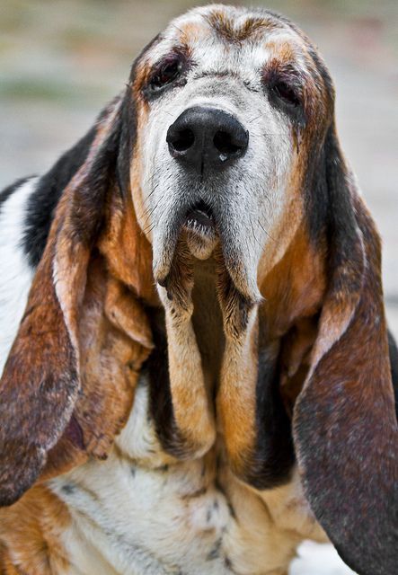 Aging gracefully.  Senior dogs are wonderful.  I will accompany my friend all the way to the end.   My love, my honor, my word.  #seniordog #dogs #doglife #dogmom #doggies #pups #love #senior Bassett Hound, Older Dogs, Hound Dog, Old Dogs, Senior Dog, Dogs Of The World, Aging Gracefully, Basset Hound, I Love Dogs