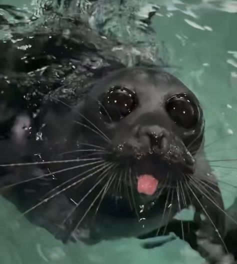 Cute Seals, Baby Seal, Silly Animals, Weird Creatures, Sea Lion, Cute Images, Sea Animals, Marine Life, Sea Creatures