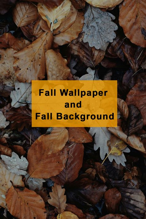 Embrace the beauty of autumn with our curated collection of stunning fall wallpapers! 🍁 From vibrant foliage to cozy autumn scenes, these high-quality images are perfect for your desktop, mobile, or tablet. Download now and bring the warmth of fall to your screens! 🍂✨
Download 4K or HD images from this websites:
Pexels: https://www.pexels.com/search/fall%20wallpaper/
Unsplash: https://unsplash.com/wallpapers/nature/fall 
Pixabay: https://pixabay.com/images/search/fall%20wallpaper/ Autumn Screensaver Wallpapers, Hd Fall Wallpaper Desktop, Fall Background Wallpaper, Free Fall Wallpaper, Desktop Wallpaper Fall, Wallpapers Nature, Nature Fall, Fall Wallpapers, Fall Images