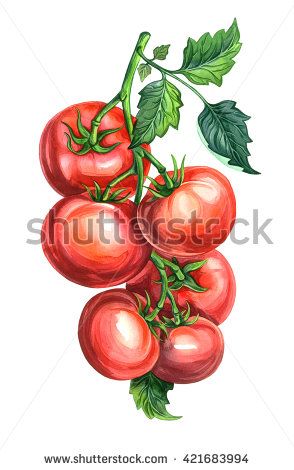 Up Movie House, Leaves On Branch, Tomato Drawing, Tomatoes On The Vine, Branch Watercolor, Vine Drawing, Vegetable Drawing, Vegetable Painting, Tree Watercolor Painting