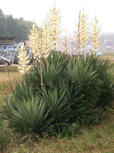 Thumbnail for version as of 14:17, 1 November 2006 Yucca Gloriosa, Yucca Filamentosa, Yucca Rostrata, Yucca Tree, Yucca Plant, Small Shrubs, Tall Flowers, Herbs Indoors, Flower Spike