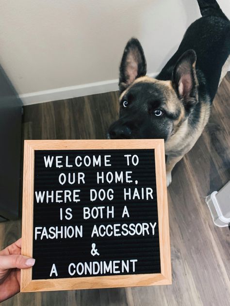 Dog Letterboard Quotes, Dog Letterboard, Quotes Letter Board, Letterboard Signs, Letter Board Quotes, Letterboard Quotes, Letter Boards, Board Quotes, Dog Signs