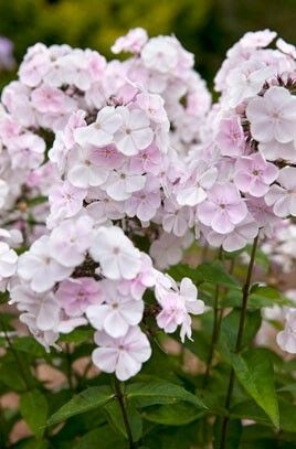 Phlox paniculata 'Monica Lynden-bell' Phlox Flowers, Phlox Paniculata, Fragrant Garden, Herbaceous Border, English Cottage Garden, Autumn Flowers, Cut Flower Garden, Propagating Plants, Flowers Perennials