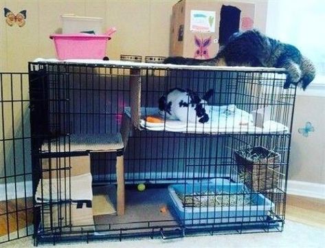 Xl Dog Crate, Diy Bunny Cage, Indoor Rabbit House, Diy Rabbit Cage, Rabbit Information, Diy Rabbit Hutch, Diy Guinea Pig Cage, Rabbit Home, Bunny Cage