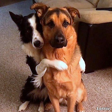 4.18.16 - Lottie & Grizzly Hug2 Dogs Hugging, Puppy Sketch, Animal Hugs, Puppy Friends, Funny Cat Compilation, Dog Best Friend, Best Puppies, Funny Cats And Dogs, Retriever Puppy