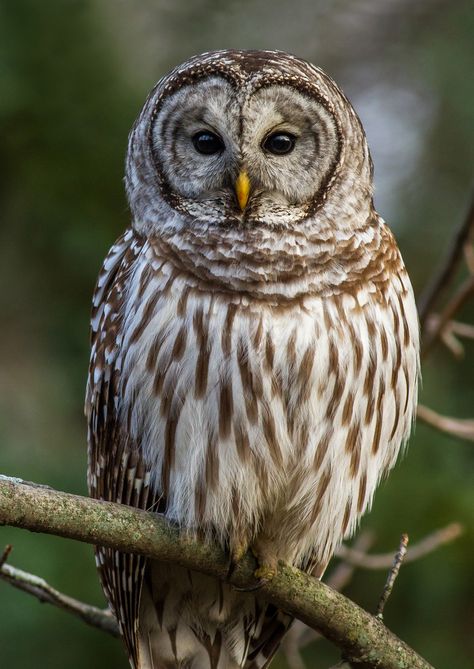 https://flic.kr/p/dEw9Ln | Barred Owl Close-up | A Barred Owl in late Afternoon light. Barred Owls, Drawing Owl, Drawing Bird, Owl Species, Owl Drawing, Awesome Owls, Ruffled Feathers, Owl Photography, Bird Tattoos