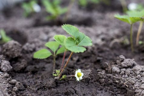 You can save and sow seeds from your favorite garden strawberries (Fragaria x ananassa), perennial in U.S. Department of Agriculture plant hardiness zones 3 through 10, but most are hybrid cultivars that won’t come true from seed. On the other hand, purchased or saved seeds for wild strawberries... Grow Strawberries From Seed, Mini Homestead, Garden Strawberries, How To Grow Strawberries, Types Of Strawberries, Strawberries In Containers, Growing Tomatoes From Seed, Growing Blackberries, Grow Strawberries