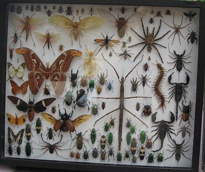 The Bug Collector Aesthetic, Bug Collection Display Diy, Bug Room Decor, Pinned Bug Display, Bug Pinning Display, Bug Themed Room, Bug Collection Aesthetic, Insect Box Display, Bug Decorations