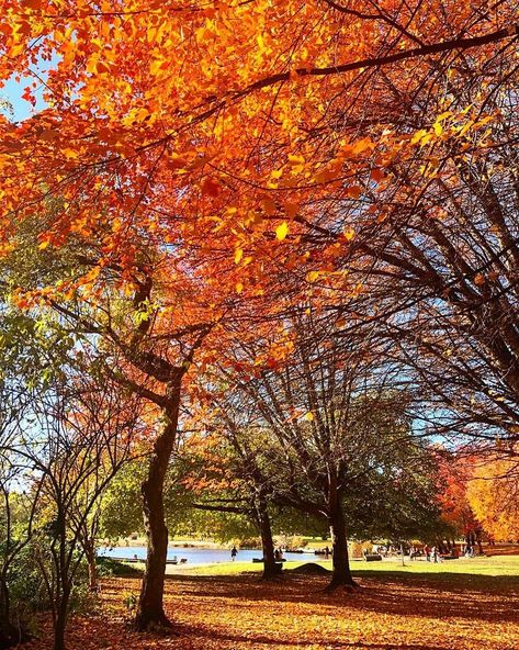 9 Best Spots To See Fall Foliage In Vancouver Fall Vancouver, Red Oak Tree, Queen Elizabeth Park, Visit Vancouver, Grouse Mountain, Trout Lake, Canada Vancouver, Granville Island, Leaf Peeping