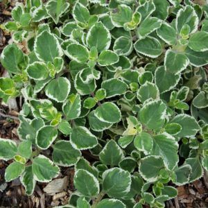 Variegated Cuban Oregano How To Use Cuban Oregano, Ornamental Oregano Plant, Cuban Oregano Plant Uses, Cuban Oregano Recipes, Cuban Oregano Plant, Foraged Recipes, Cuban Oregano, Hawaii Garden, Oregano Recipes