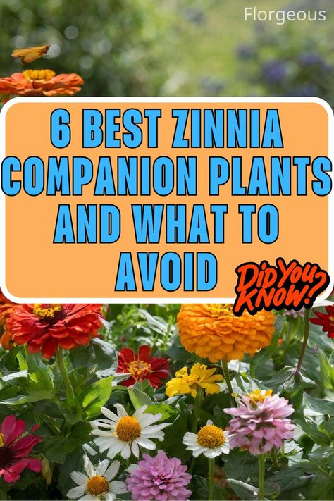 Zinnia Companion Plants Best Companion Plants, Zinnia Garden, Fountain Grass, Companion Plants, Attracting Beneficial Insects, Zinnia Flowers, Container Gardening Flowers, Flower Guide, Border Plants