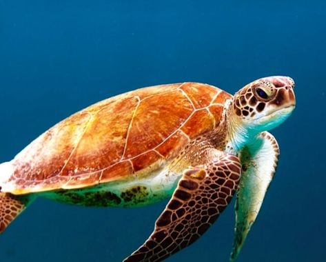 WORLD TURTLE DAY - May 23, 2022 - National Today Sea Turtle, Water