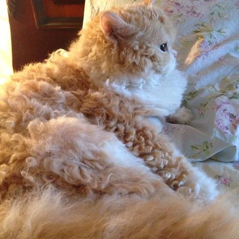 Fluffy Cat, Flowers, Pink