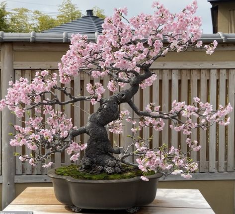 Bonsai art Tokyo, cherry blossom - TOKYO travel TIPS Tokyo Cherry Blossom, Cherry Blossom Bonsai Tree, Bonsai Shop, Japanese Plants, Japanese Cherry Blossoms, Bonsai Tree Care, Japanese Blossom, Japanese Bonsai, Japanese Sakura