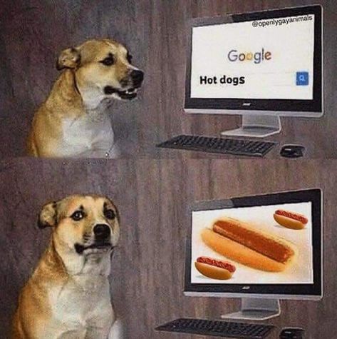 Hotdog Meme, Very Funny Memes, Poor Dog, Funny Dog Memes, Pbs Kids, Daily Memes, Dog Memes, Edgy Memes, Best Funny Pictures