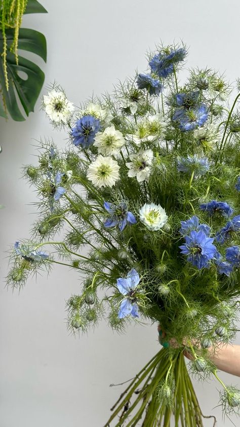 Nigella Flowers, Nigella Flower, Floral Entrance, Flower List, List Of Flowers, Cut Flower Garden, Floral Centerpiece, Language Of Flowers, Floral Centerpieces