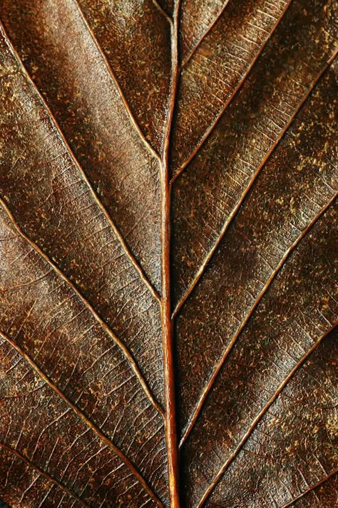 Leather leaves on Behance Brown Leather Aesthetic, Leather Mood Board, Nature Wonders, Fragrance Photography, Ocean Collection, Brown Leaves, Fragrance Ingredients, Interior Design Details, Inspiration Nature