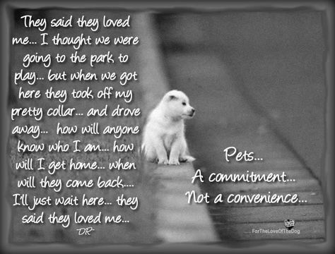 This is what poor animals feel when they are abandoned on the street! How can people be so cruel? Dogs Quotes, Stop Animal Cruelty, Animal Advocacy, Rottweiler Puppies, Puppy Mills, Animal Quotes, Dog Quotes, My Heart Is Breaking, Mans Best Friend