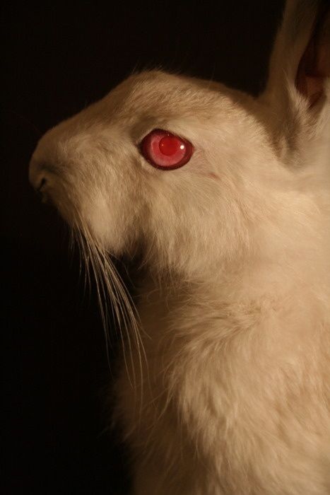 Ghost Rabbit, Albino Rabbit, Kunstjournal Inspiration, Catty Noir, Taxidermy Art, A Sheep, The Supernatural, White Rabbit, Dark Horse