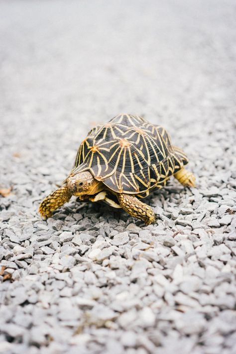 Tortoise Wallpaper, Western Painted Turtle, Indian Star Tortoise, Turtle Facts, Land Turtles, Turtle Images, Wood Turtle, Box Turtle, Iphone11 Pro