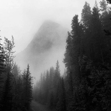 Watch The World Burn, Black And White Picture Wall, Foggy Forest, Art Ancien, Gray Aesthetic, Black And White Aesthetic, Black And White Pictures, Nature Aesthetic, Arctic Monkeys