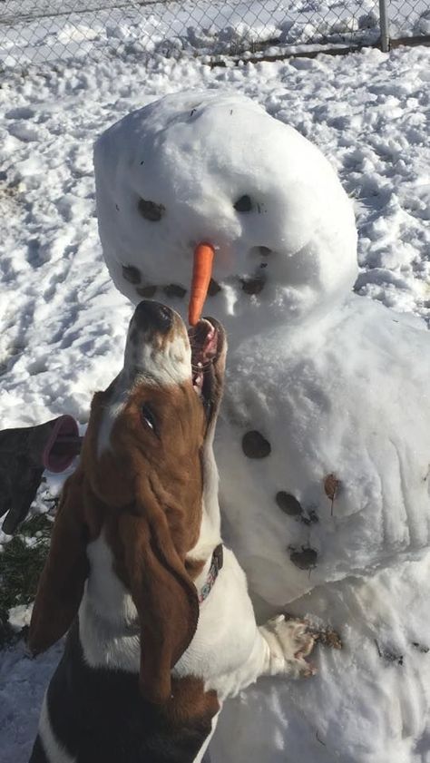 h ttp://local.sunnyvolcano.com/bassethound Basset Hound Funny, Staffordshire Bull Terriers, Basset Dog, Basset Puppies, Hound Dogs, Shih Tzu Funny, Basset Hound Puppy, Reactive Dog, Hound Puppies