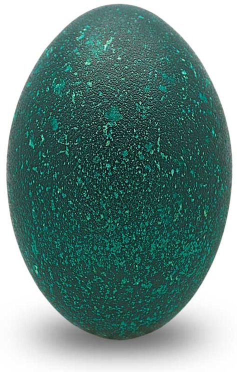 emu egg Emu Egg, Egg Nest, Flightless Bird, Carved Eggs, Modern Patio Furniture, Bird Eggs, Green Eggs, Emu, Australian Animals