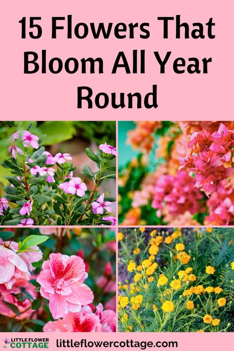 These 15 flowers bloom all year round and will bring color and beauty to your garden whatever the time of year or season All Year Flowers Garden, Plants That Bloom All Year, Flowers All Year Round, All Year Round Flowers, Flowers That Bloom All Year, Flowers That Bloom All Summer, Year Around Flowers, Year Round Garden, Year Round Flowers