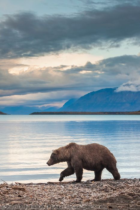 Bear Profile, Alaskan Bear, Alaskan Wildlife, Lake Animals, Bear Walking, Alphabet Animals, Bear Fishing, Alaska Wildlife, Katmai National Park