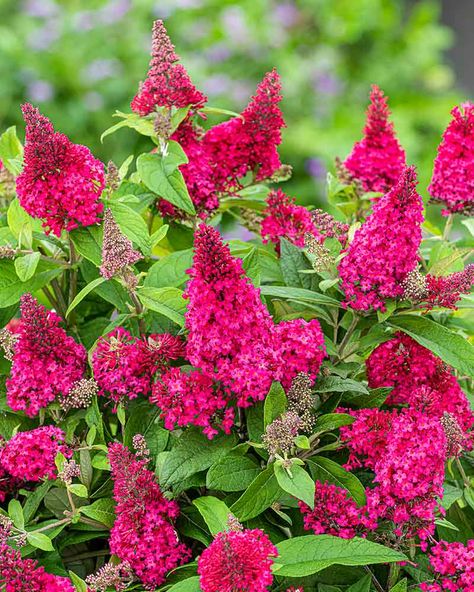 Pantone’s Color of the Year, Viva Magenta, is the vibrant splash of color your summer garden needs. Follow the link to get tips from gardening experts for adding this versatile shade to your landscape this season! (📷: Butterfly Candy™) Butterfly Bush Care, Double Impatiens, Rose Fertilizer, Buddleja Davidii, Hydrangea Varieties, Water Wise Plants, Bush Plant, Magenta Flowers, Sweet Fragrance