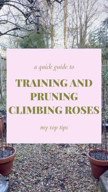 Stina | The Hackney Gardener on Instagram: "Pruning and training climbing roses - hope this is helpful! A few notes: this is rose James Galway which is incredibly vigorous with very thick stems, most roses are more dainty so if yours looks different, don’t worry. After pruning remove any remaining foliage and put it in the bin, not the compost, along with all the prunings. You can be really creative with roses training them around pillars, structures, door frames and windows. The same principle Pruning Climbing Roses, James Galway, Door Frames, Climbing Roses, Galway, Outdoor Spaces, Climbing, Landscaping, Roses