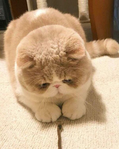 Flat Face Cat, Flat Faced Cat, Tattoo Nature, Exotic Shorthair Cat, Flat Face, Shorthair Cat, Exotic Shorthair, Cat Aesthetic, Fat Cats