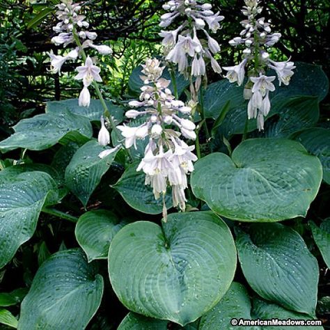 Hosta Elegans, Hosta Sieboldiana, Geranium Macrorrhizum, Hydrangea Petiolaris, Alchemilla Mollis, Astrantia Major, Plantain Lily, Hosta Plants, Hydrangea Paniculata