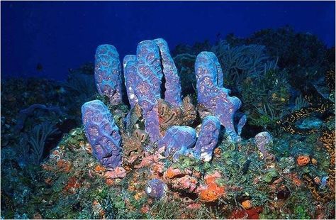 phylum porifera - multicellular organisms that are full of pores that allow water to circulate through them. Phylum Porifera, Sea Life Creatures, Existence Of God, Sea Sponge, Coral Garden, Kingdom Animalia, Water Bodies, Vase Shapes, Coral Reefs