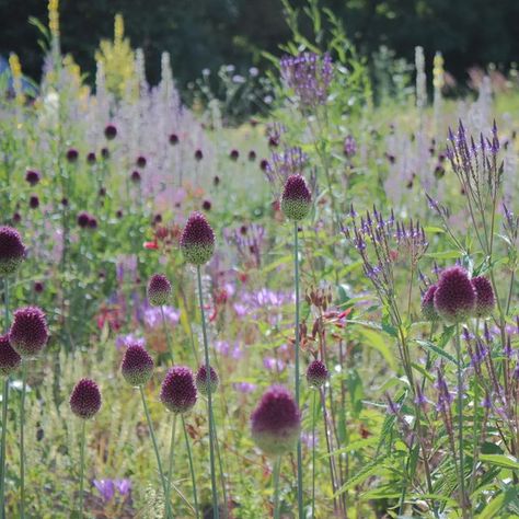 Verbena Hastata, Allium Sphaerocephalon, French Estate, Gardens Of The World, Meadow Garden, Purple Garden, Garden Bulbs, Queen Annes Lace, Plant Combinations