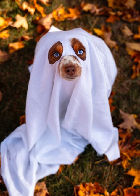 Cute dog dressed in ghost costume Dog Ghost Costume, Puppy Photoshoot, Cute Spooky Ghost, Dog Ghost, Pet Taxi, Dog Filter, Scary Dogs, Ghost Costume, Dog Photoshoot