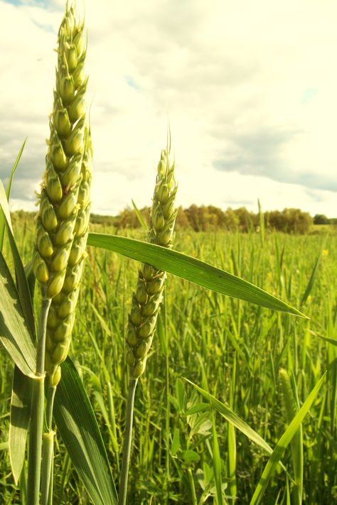 Fields Of Gold, Wheat Fields, Farm Barn, Farms Living, Down On The Farm, Country Farm, Cool Countries, Back To Nature, Interstellar