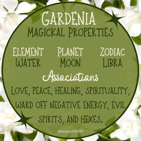 Today's posts....The Magick of Gardenia #topicoftheday #todaysposts #gardenia #gardeniamagick #gardeniamagickalproperties #magick #witchcraft #magickaltips #magickalproperties #flowermagick #themagickofflowers Flower Witchcraft, Garden Gates And Fencing, Gardenia Flower, Magic Spell Book, Witch Books, Pagan Witchcraft, Witchy Things, 12 Zodiac Signs, Healing Herbs