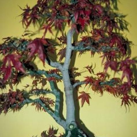 Japanese maple trees are often used for bonsai. Japanese Maple Tree Care, Red Dragon Japanese Maple, Red Maple Bonsai, Trees Indoors, Japanese Maple Bonsai, Charleston Gardens, Maple Bonsai, Dragon Tree, Japanese Maples