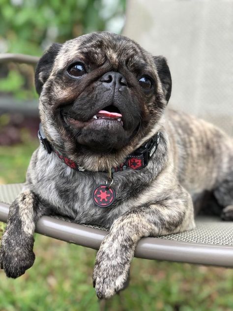 Brindle Pug, Pugs For Sale, Small Pug, Baby Pugs, Pug Pictures, Black Pug, A Pug, Pug Puppies, Pugs Funny