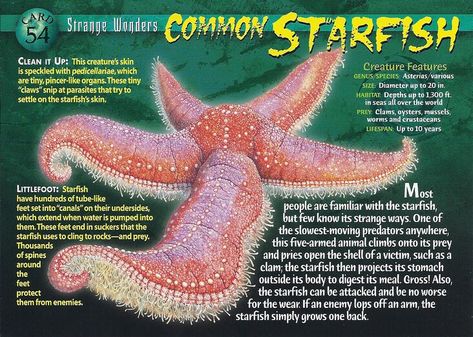 Starfish Facts, Scary Fish, Fish Facts, Interesting Animal, Monster Book, Trench Knife, Ocean Unit, Water Creatures, Monster Book Of Monsters