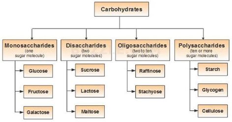 Carbohydrates- Structure, Properties, Classification and Functions. Monosaccharides, Oligosaccharides, Disaccharides, Trisaccharides, Polysaccharides. Classification Of Carbohydrates, Monosaccharides Structure, Macromolecules Project, Polysaccharides Notes, Carbohydrates Classification, Carbohydrates Notes, Carbohydrates Structure, Carbohydrates Biology, Cell Biology Notes