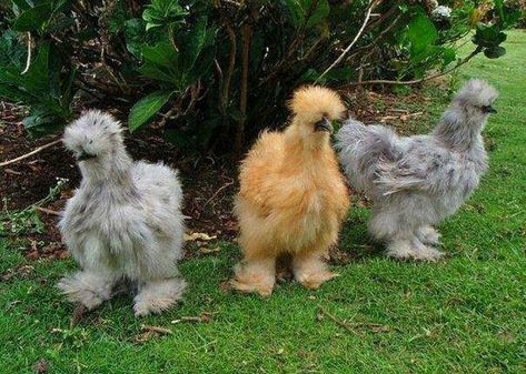 Chinese silk chickens Silkie Bantam, Fluffy Chicken, Bantam Chickens, Silkie Chickens, Nosara, Lambada, Chickens And Roosters, Chicken Breeds, Raising Chickens