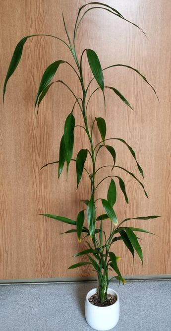 A tall Lucky Bamboo - Dracaena sanderiana Lucky Bamboo Decor, Jade Plant Propagation, Bamboo Plant Indoor, Lucky Bamboo Care, Indoor Bamboo Plant, Jade Plant Care, Dracaena Sanderiana, Tanaman Air, Common House Plants