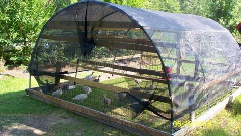 Turkey tractors | BackYard Chickens Duck Tractor, Turkey Tractor, Turkey Pen, Raising Turkeys, Livestock Shelter, Turkey Farm, Chicken Tractors, Half Chicken, Chicken Tractor