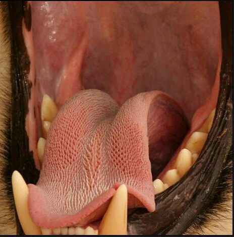 phobiafor.com Holes In Skin Phobia, Tryphobia Pictures, Fear Of Holes, Animal Facts Interesting, Badass Pictures, Wierd Facts, Bad Image, Wow Facts, The Tongue