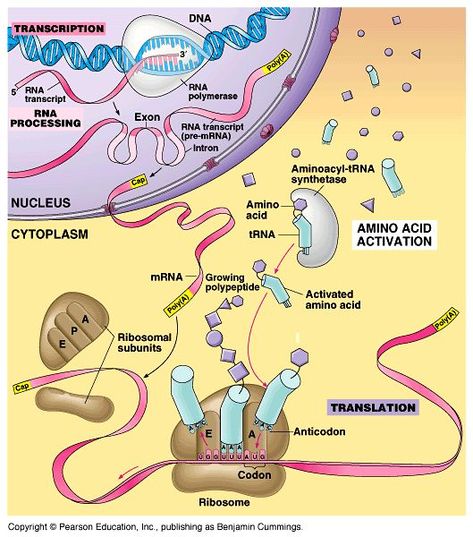 DISCOVERY OF CHEMICAL STRUCTURE OF DNA – FEBRUARY 28, 1953 – Bhavanajagat Biology Interactive Notebook, Biology Memes, Biology Activity, Biology Humor, Biology Major, Biology Classroom, Biology Labs, Ap Biology, Biology Teacher